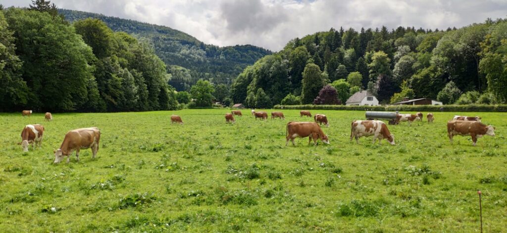 Photo Cattle ranch